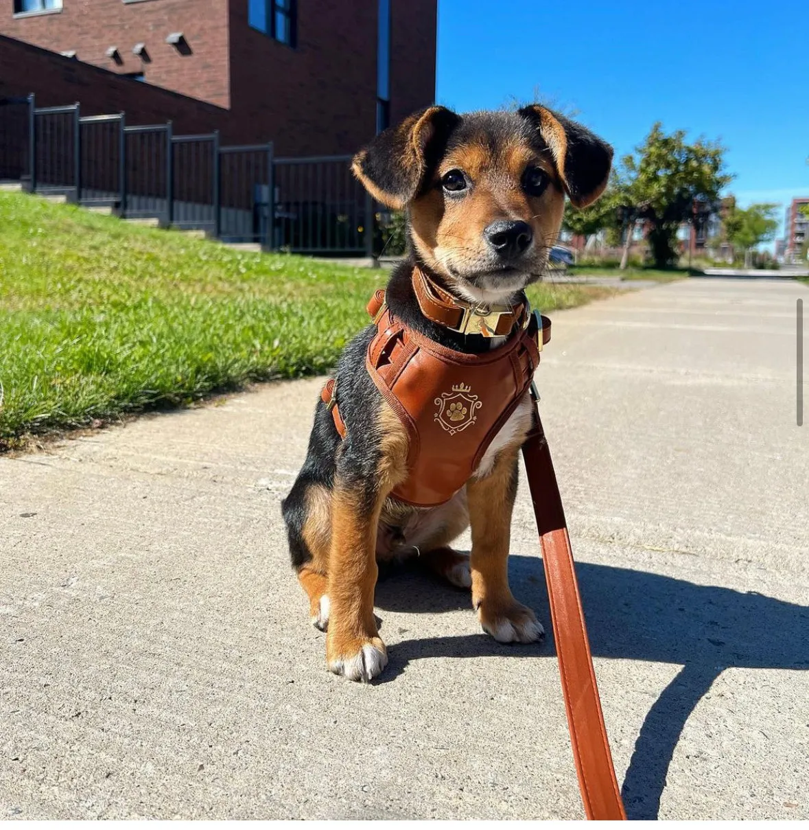 Calvados Harness