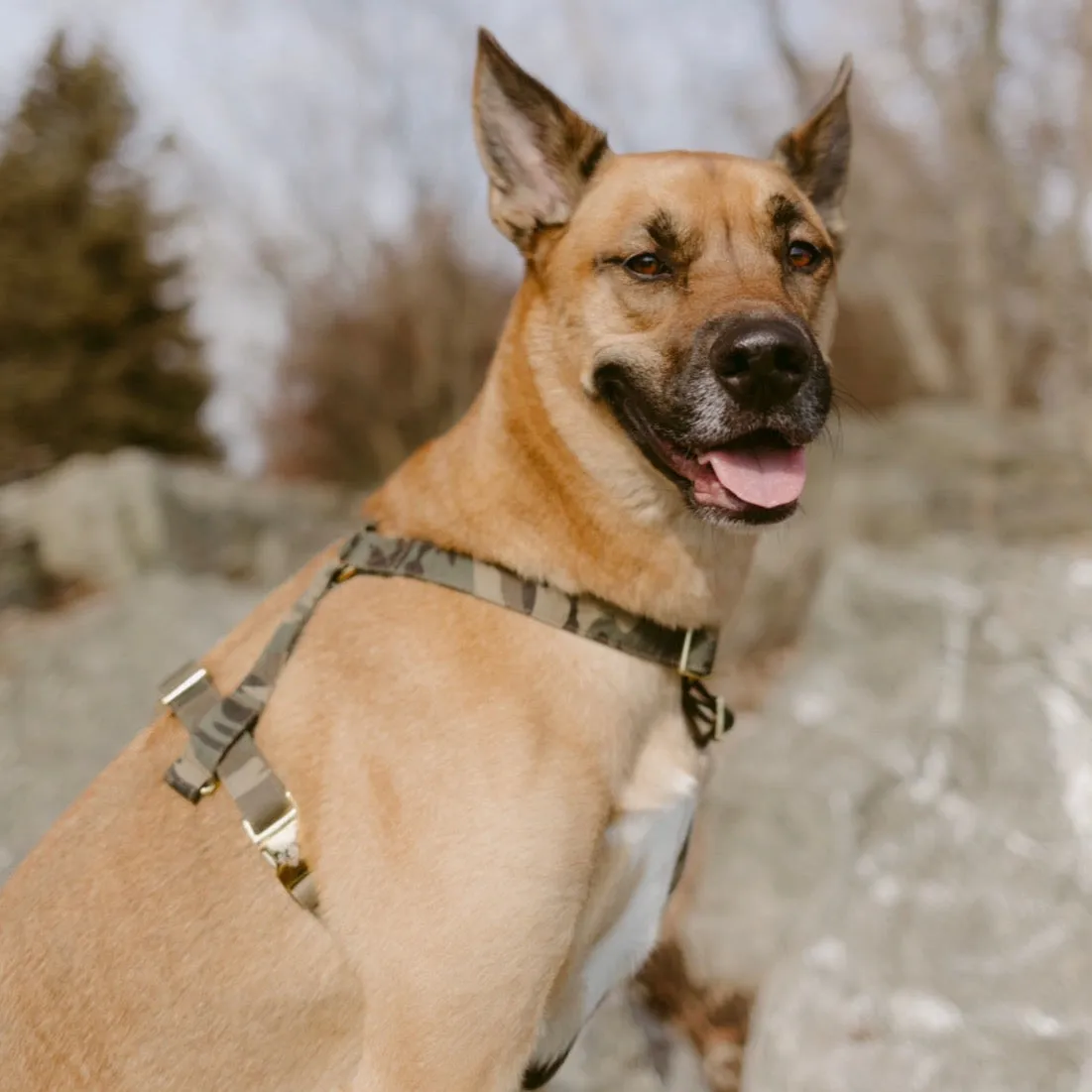 Camo Harness