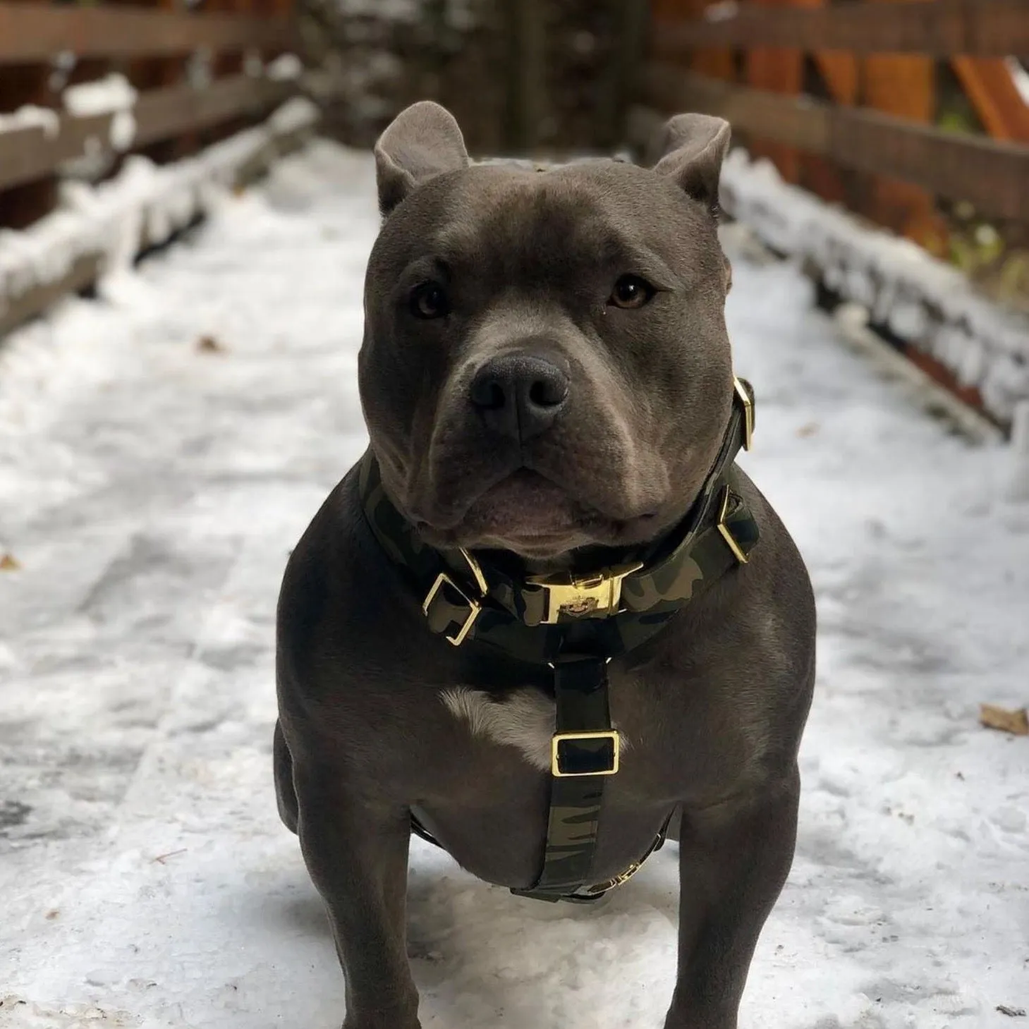 Camo Harness
