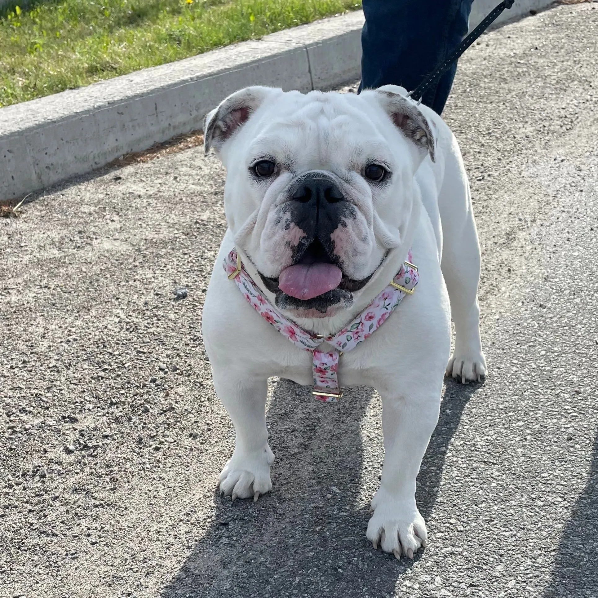 Daisy Deluxe Harness