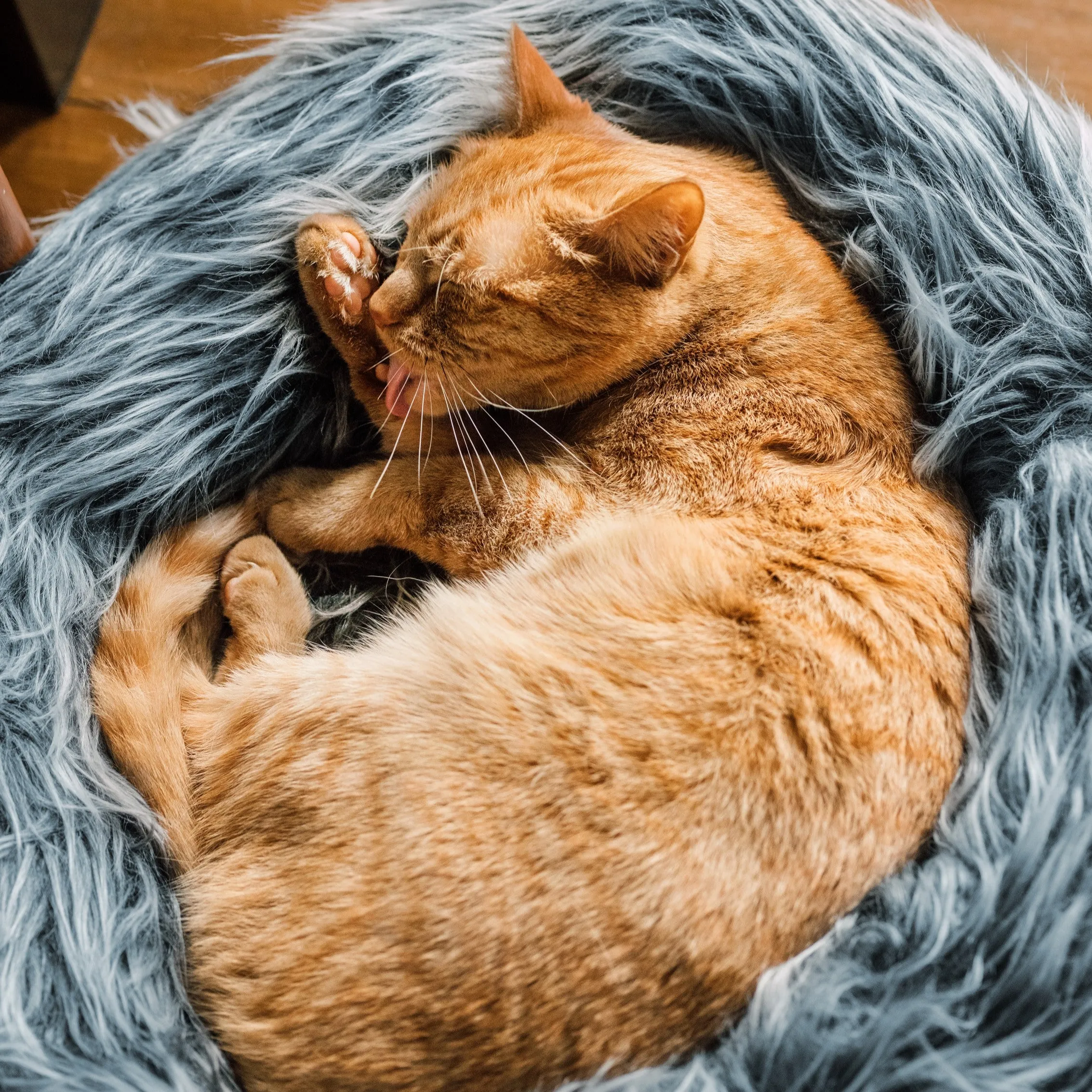 Fluffi Donut Cat & Dog Bed