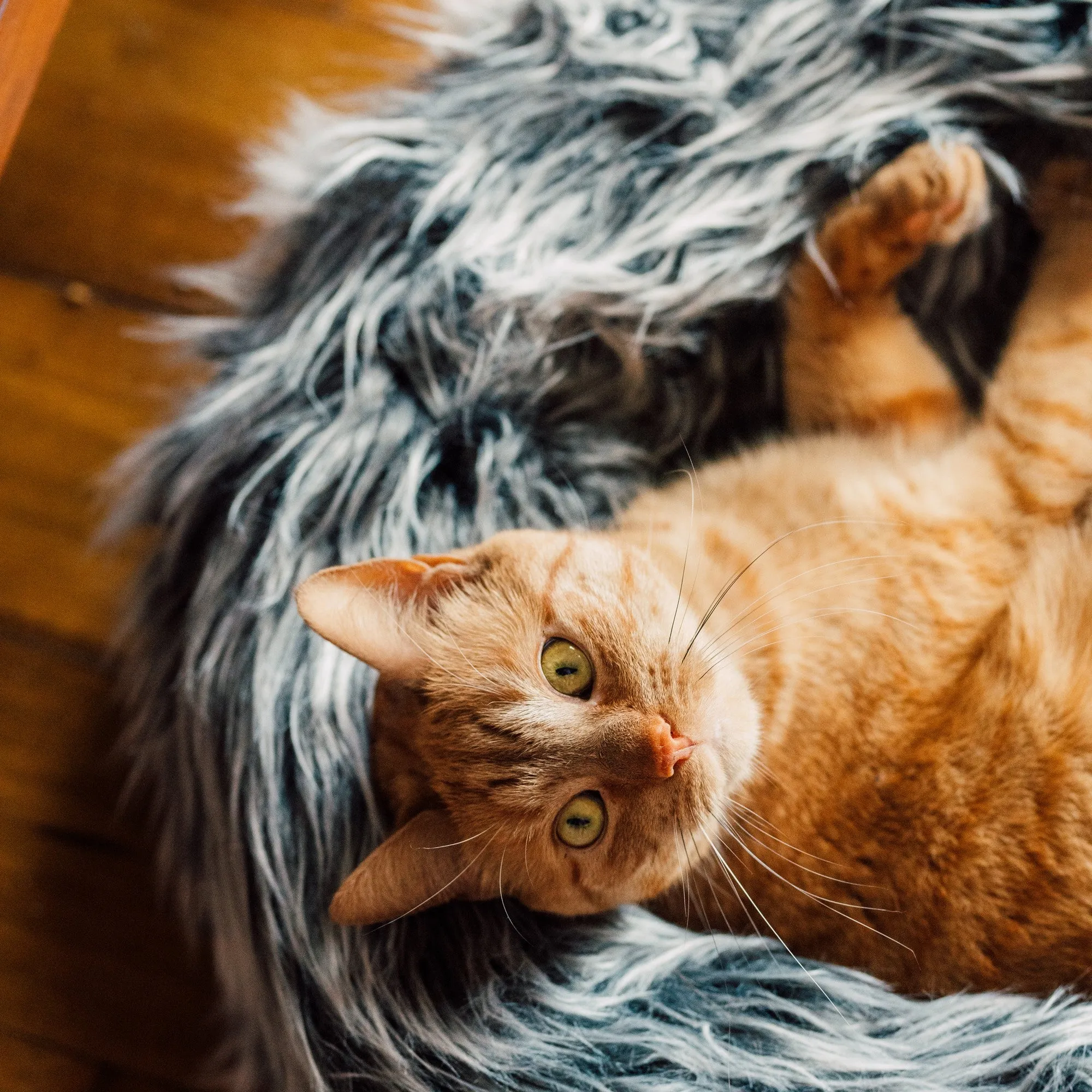Fluffi Donut Cat & Dog Bed