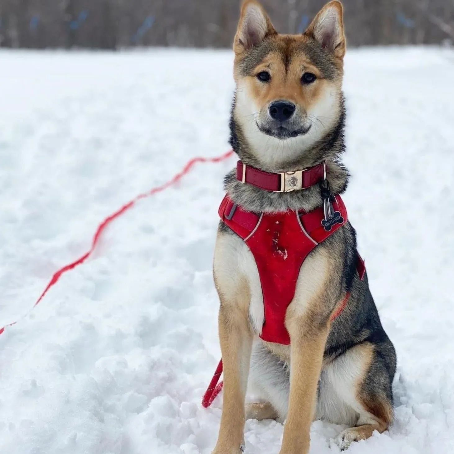 Maple Leaf Harness