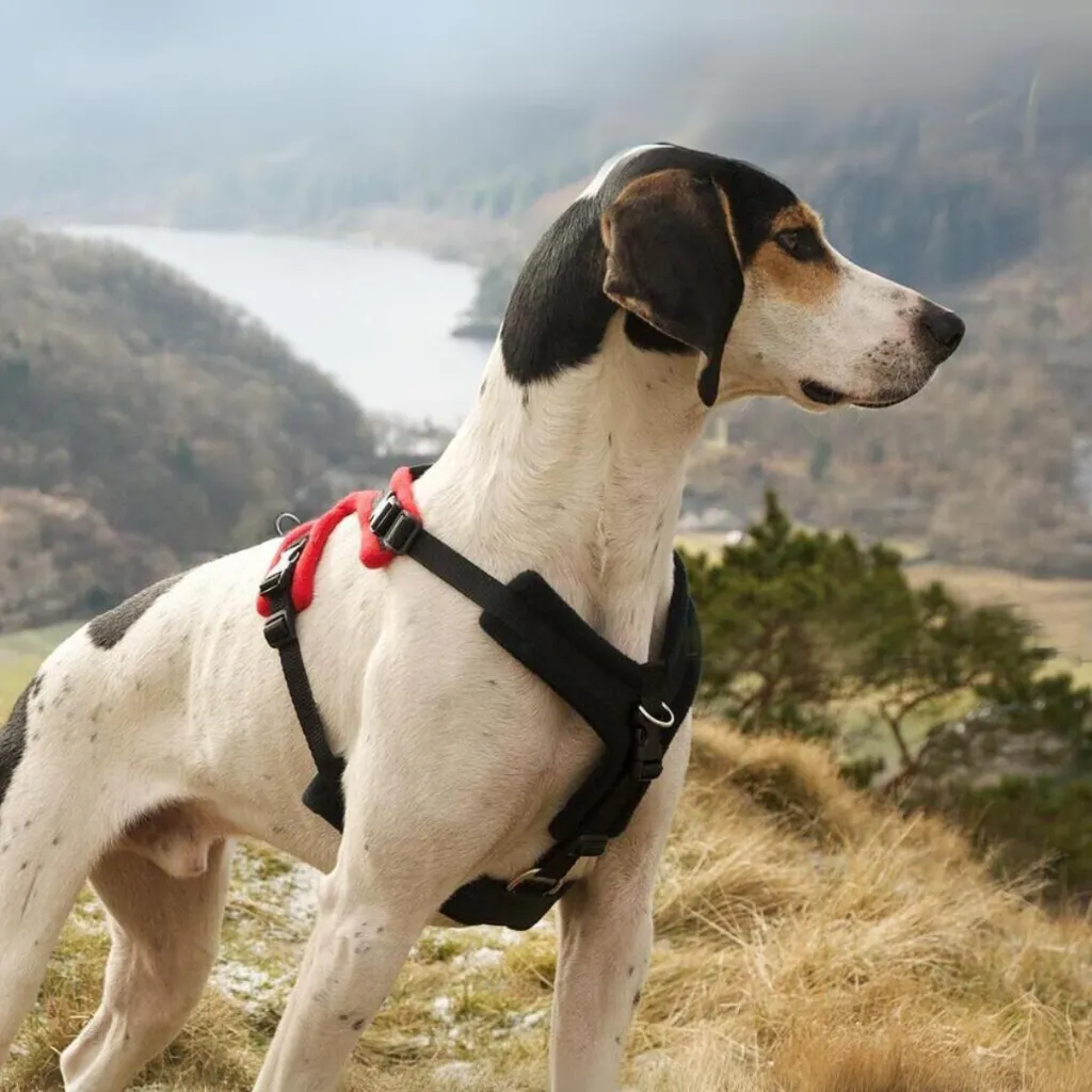 Perfect Fit Harness