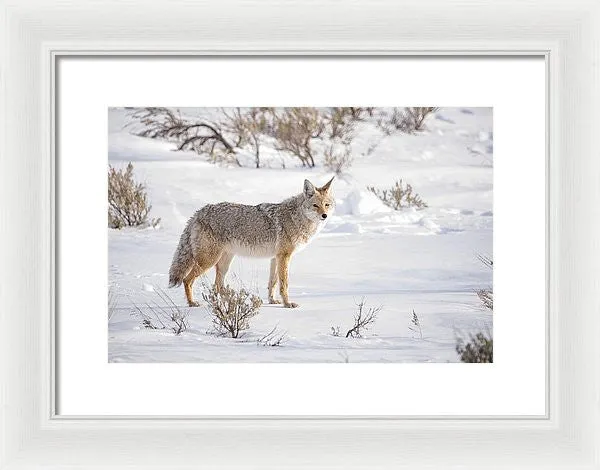 Posing Coyote - Framed Print