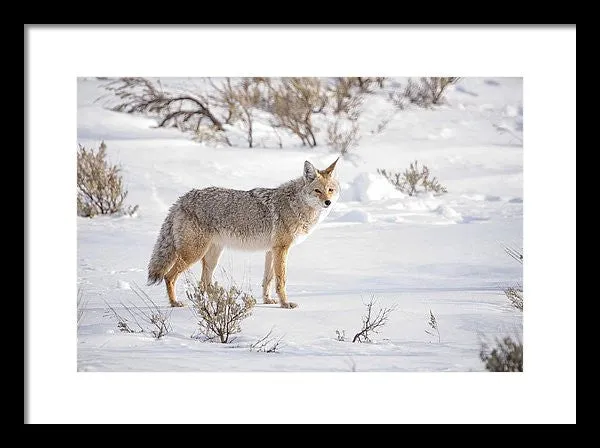 Posing Coyote - Framed Print