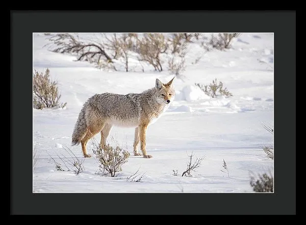 Posing Coyote - Framed Print