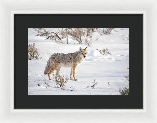 Posing Coyote - Framed Print