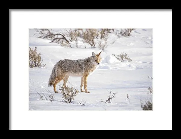 Posing Coyote - Framed Print