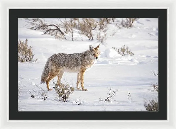 Posing Coyote - Framed Print