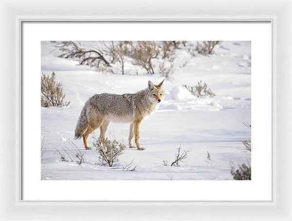 Posing Coyote - Framed Print