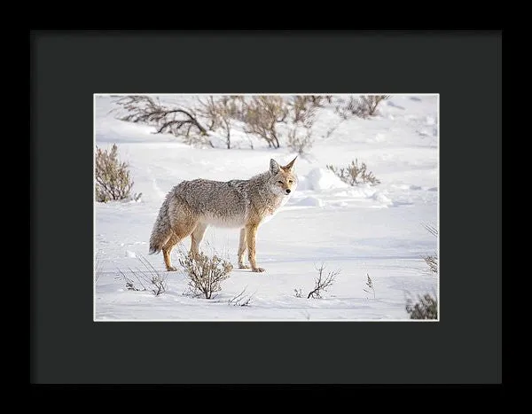 Posing Coyote - Framed Print