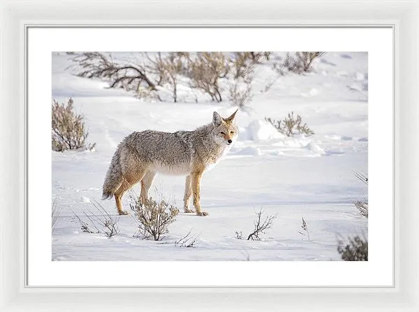 Posing Coyote - Framed Print