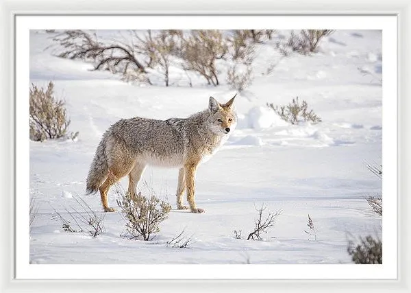 Posing Coyote - Framed Print