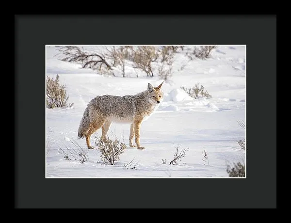 Posing Coyote - Framed Print