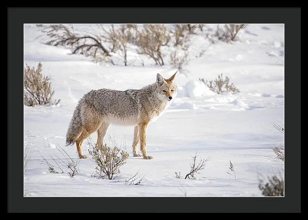 Posing Coyote - Framed Print