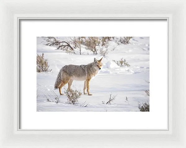 Posing Coyote - Framed Print
