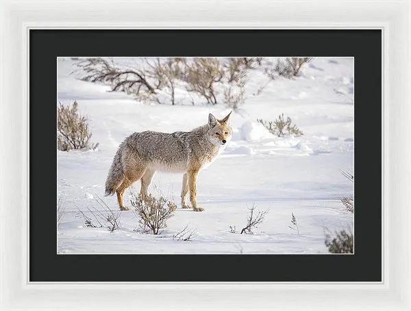 Posing Coyote - Framed Print