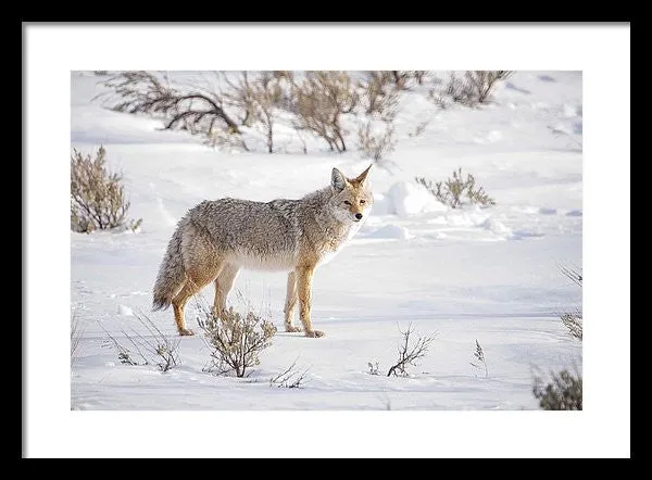 Posing Coyote - Framed Print