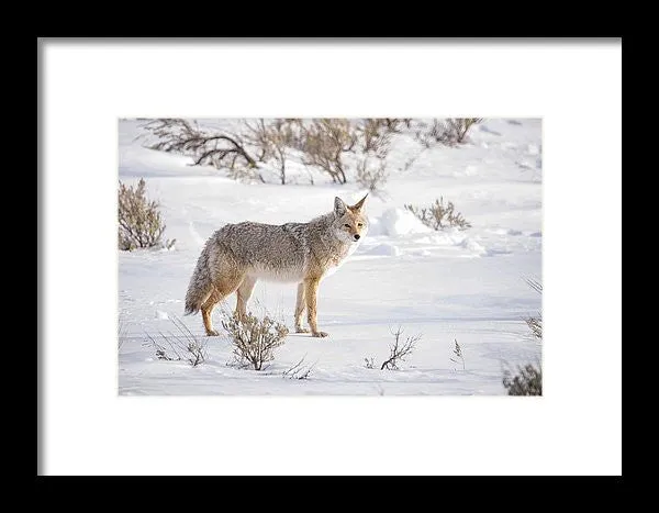 Posing Coyote - Framed Print