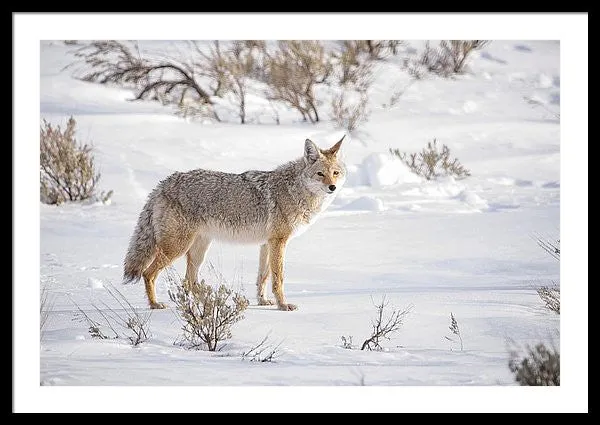 Posing Coyote - Framed Print
