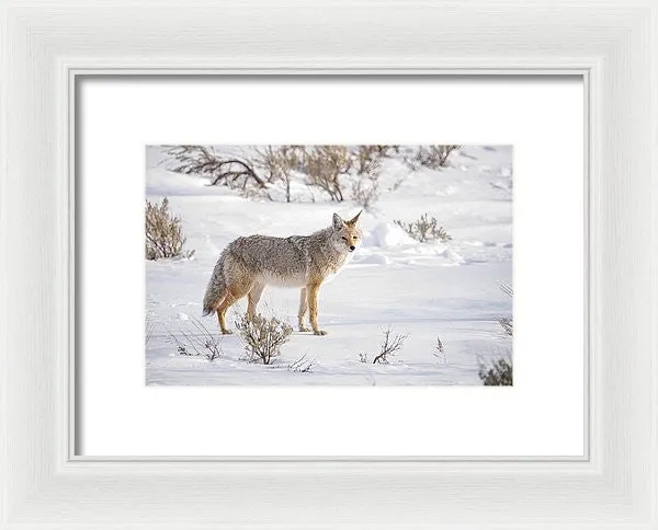 Posing Coyote - Framed Print