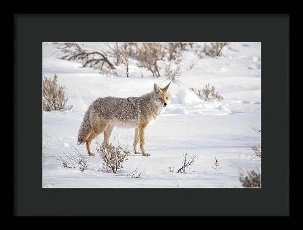 Posing Coyote - Framed Print