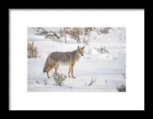 Posing Coyote - Framed Print