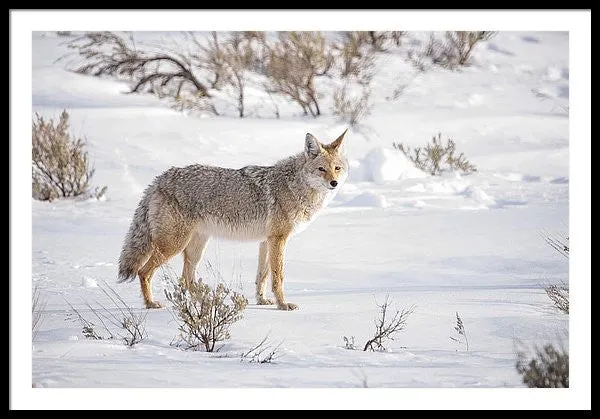 Posing Coyote - Framed Print