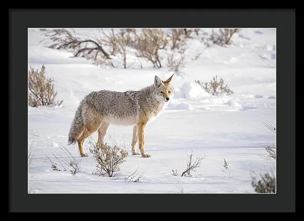 Posing Coyote - Framed Print