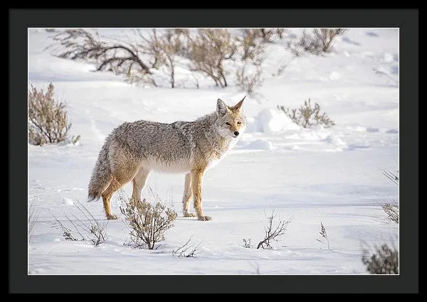 Posing Coyote - Framed Print