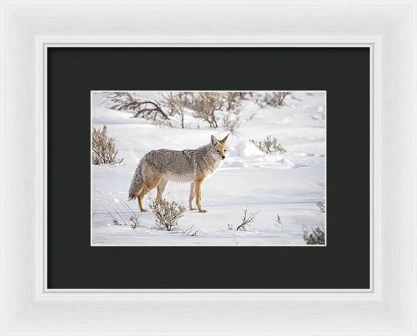 Posing Coyote - Framed Print