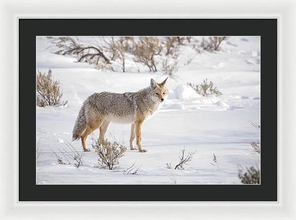 Posing Coyote - Framed Print
