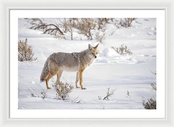 Posing Coyote - Framed Print