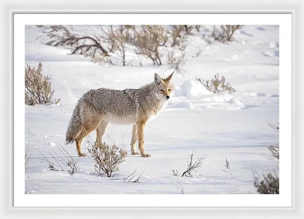 Posing Coyote - Framed Print