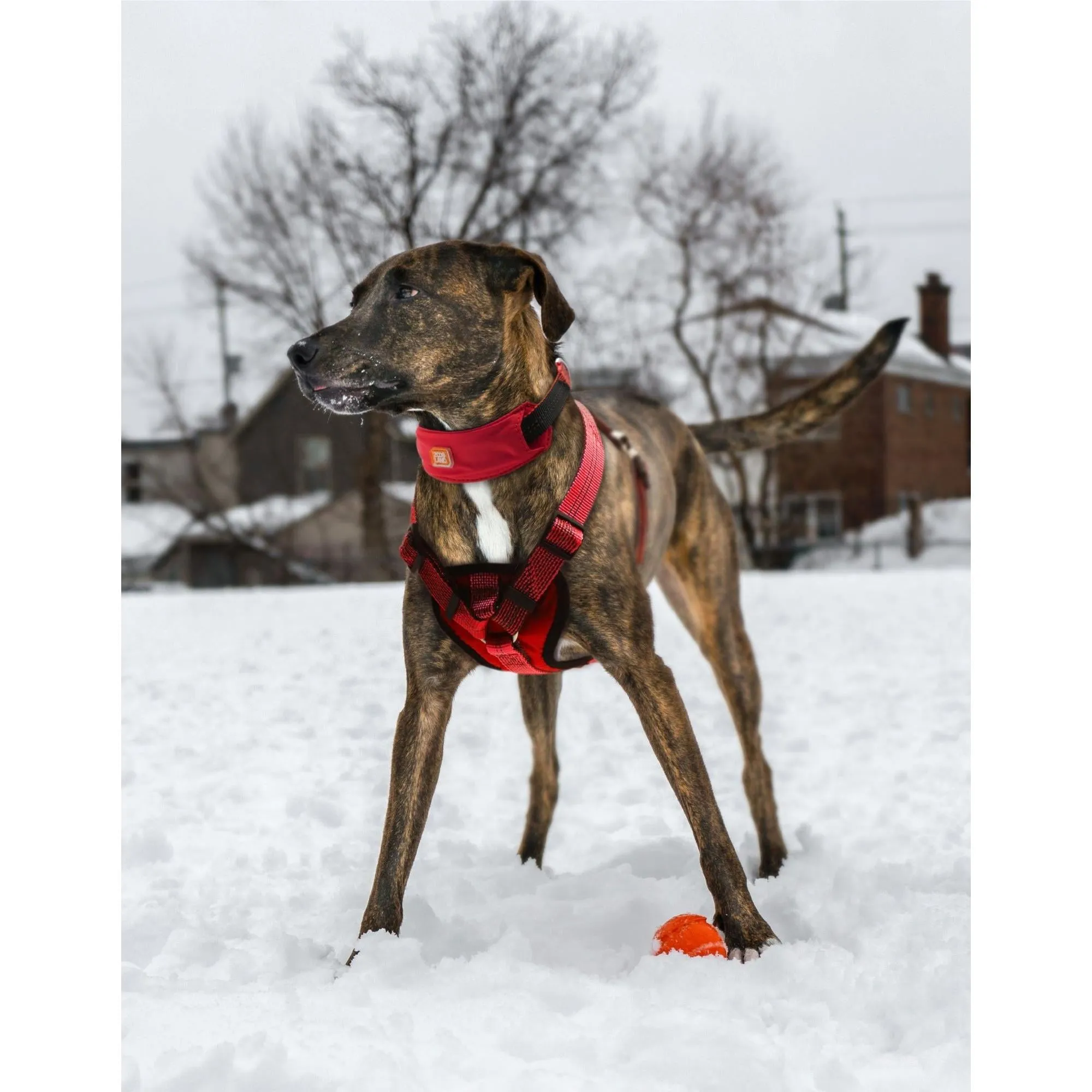 Reflective Dog Leash and Collar Straps