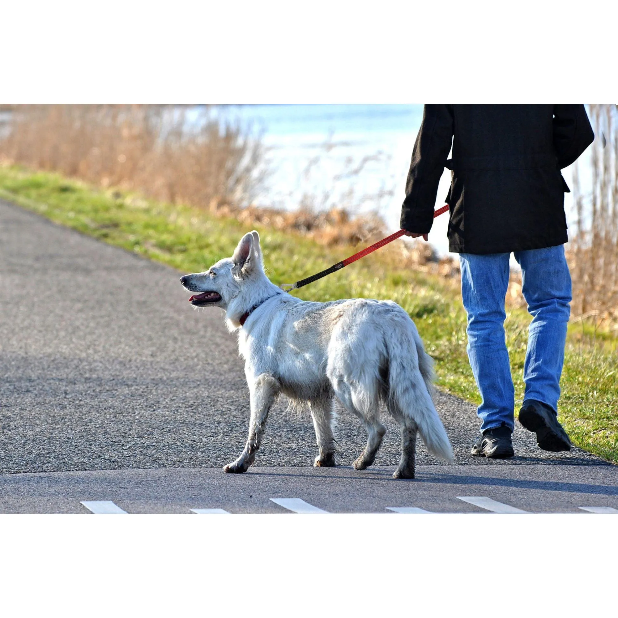 Reflective Dog Leash and Collar Straps