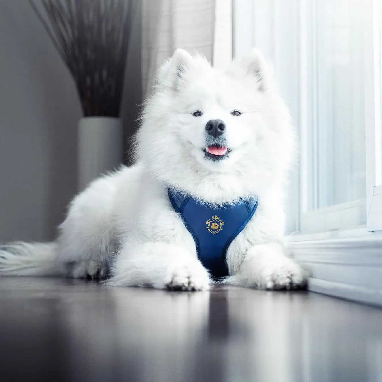 Royal Blue Harness