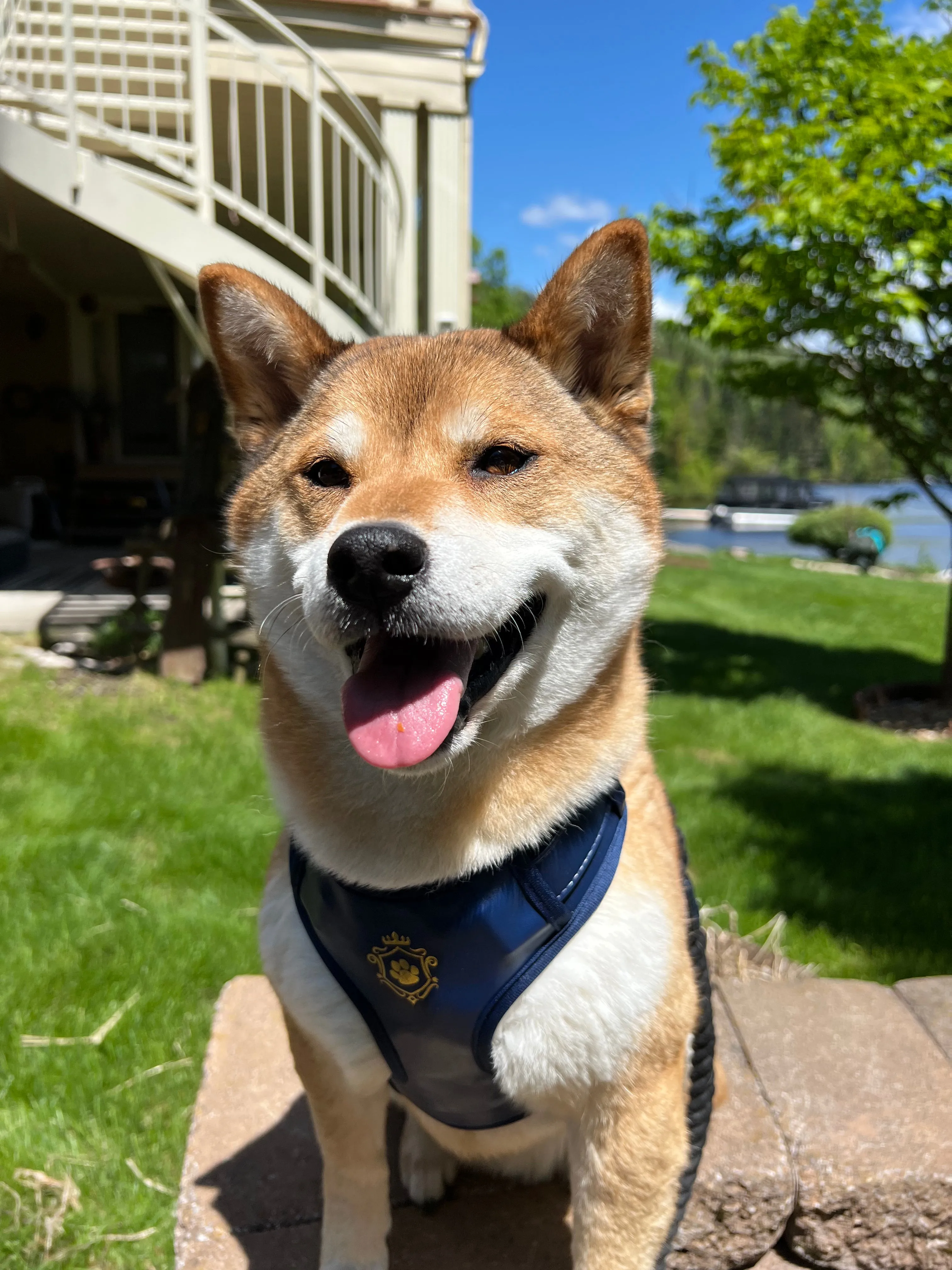 Royal Blue Harness