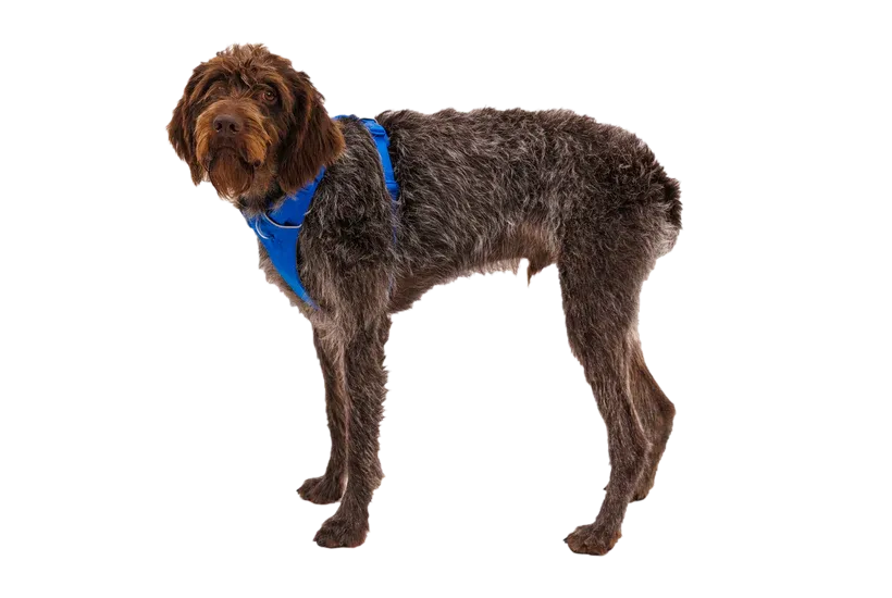 RUFFWEAR Front Range Dog Harness - Blue Pool