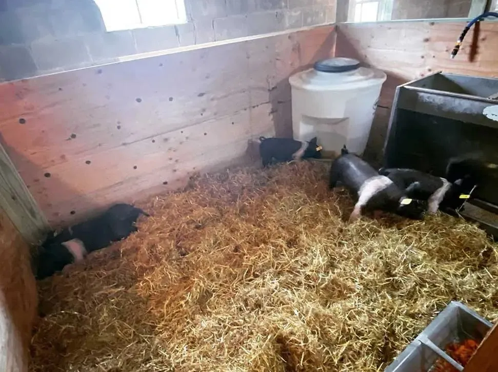 Utility Hog & Pig Waterer