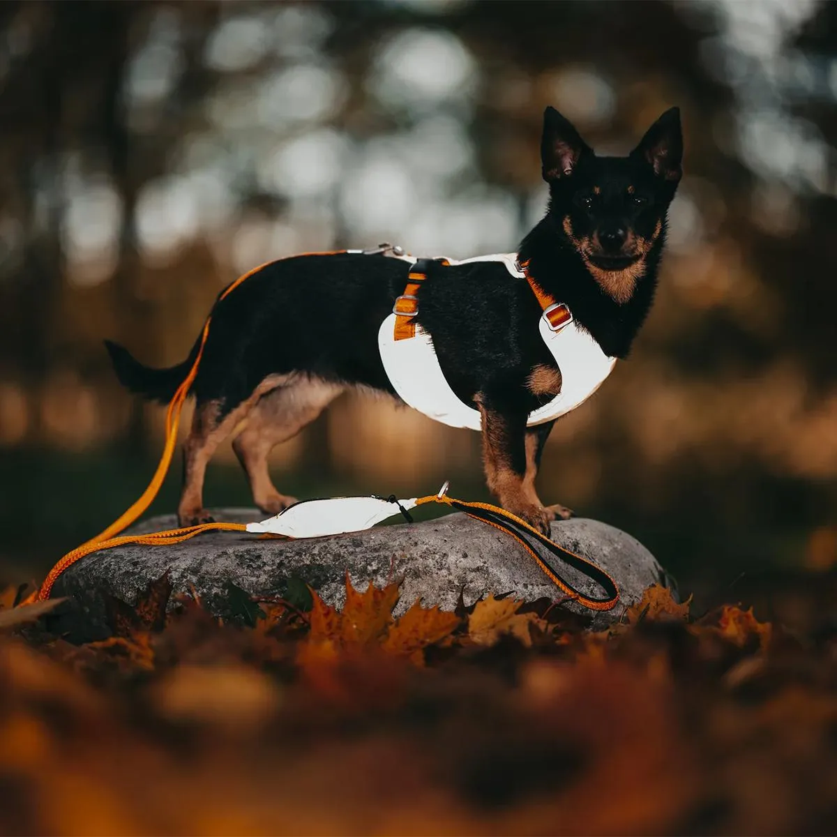 Visibility Dog Leash Orange