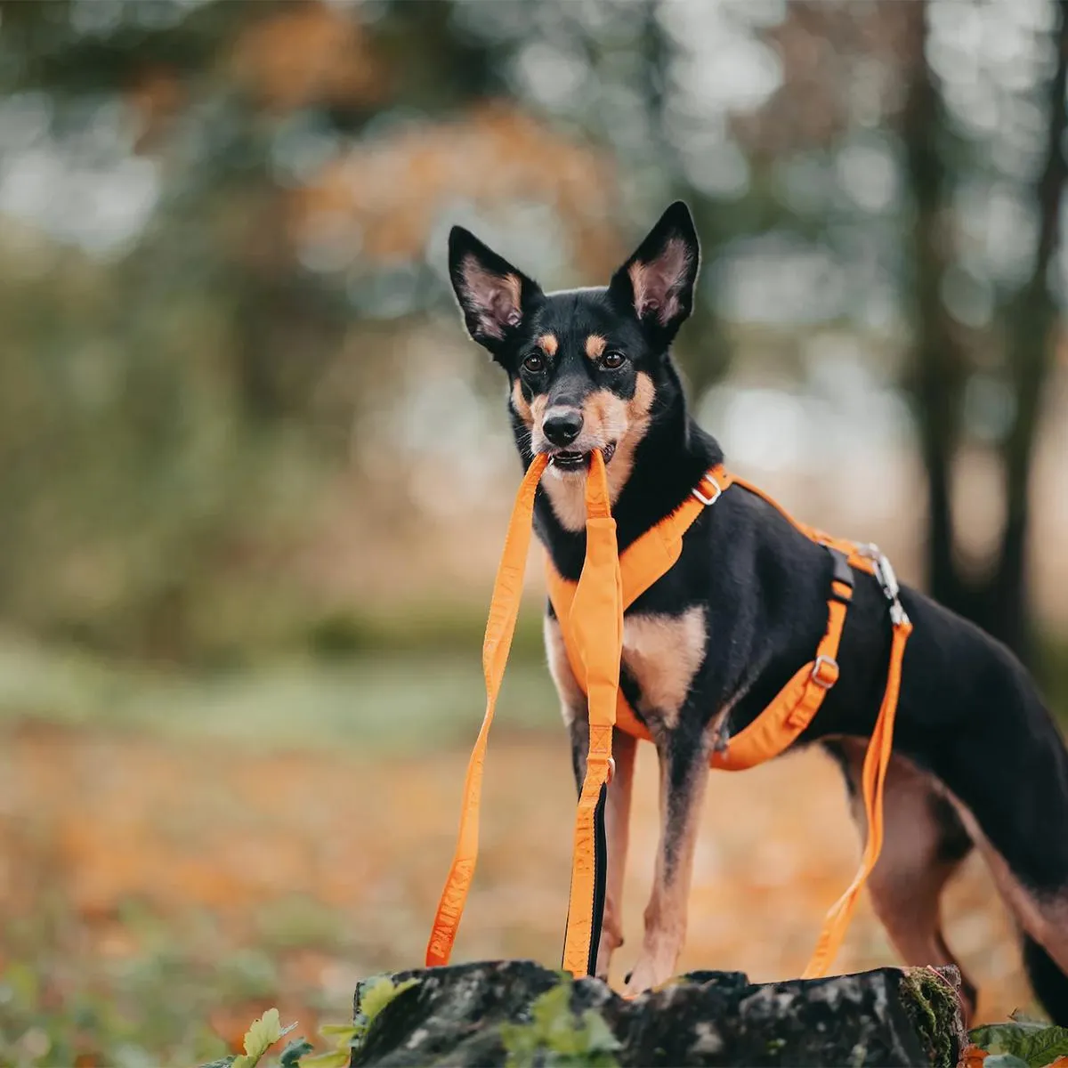 Visibility Dog Leash Orange