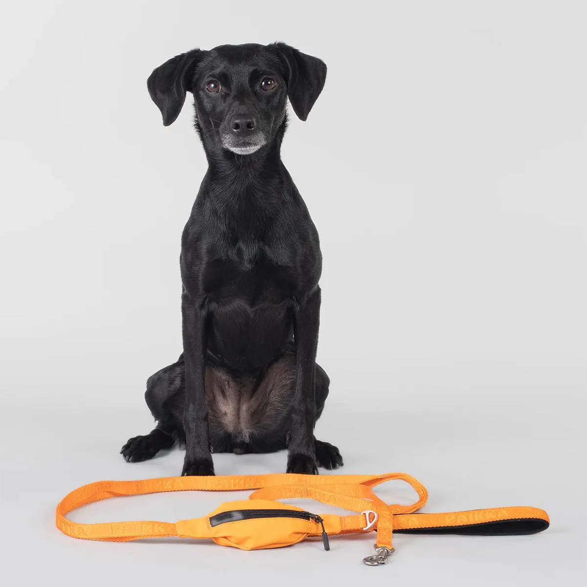 Visibility Dog Leash Orange